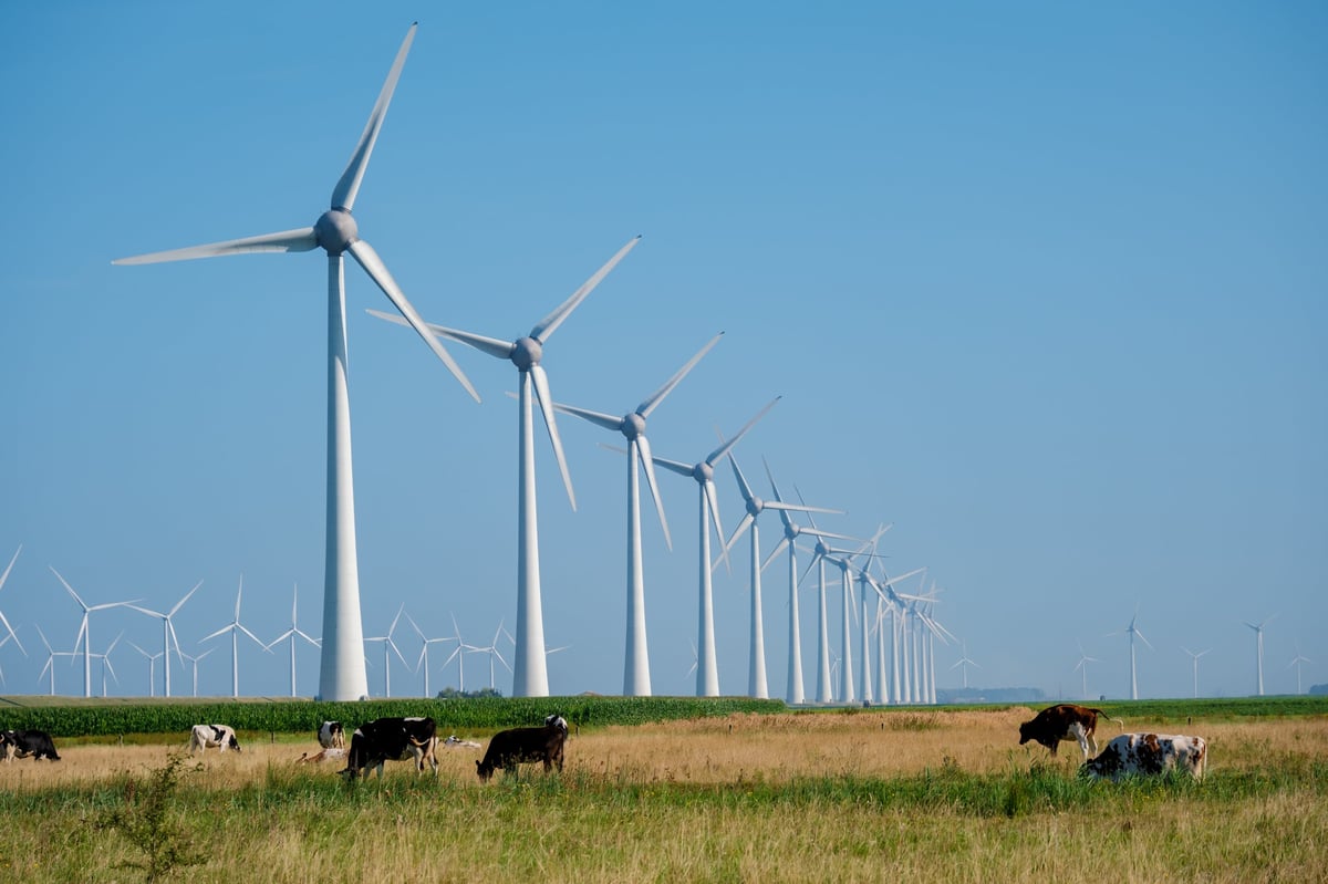 Gentle breezes animate towering wind turbines above a serene landscape, where cows graze peacefully under a clear blue sky. wind turbines in Flevoland Netherlands. Green energy concept